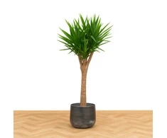 Yucca elephantipes, 100 cm