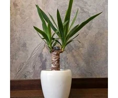 Yucca elephantipes