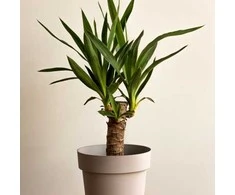 Yucca elephantipes