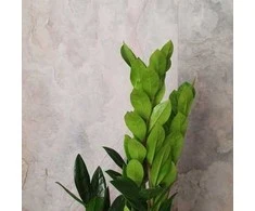 Zamioculcas zamiifolia