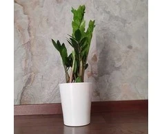 Zamioculcas zamiifolia