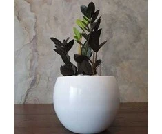Zamioculcas zamiifolia Raven