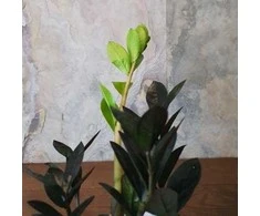 Zamioculcas zamiifolia Raven