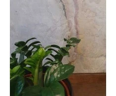 Zamioculcas zamiifolia Zenzi