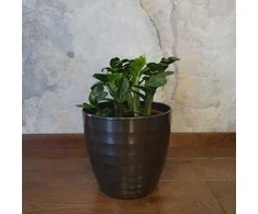 Zamioculcas zamiifolia Zenzi