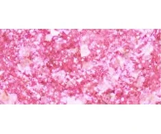 Essence Cosmetics Essence gelinis nagų lakas #23-Pinktastic 8 ml