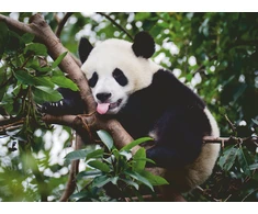 Ravensburger Dėlionė 500 vnt. - Panda