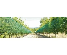 Tinklas nuo paukščių ir krušos 2x10m (46 g/m²) IRIDE DUE