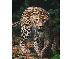 Pledas Leopardas 120 x 150 cm
