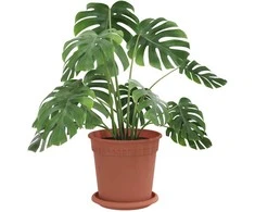 Lova Augalų vazonai 24 pcs Raudona plyta Ø 17 x 14 cm Plastmasė