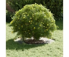 tinkamas plokščiam medžio žiedui Sidabro Ø30 / 60 cm