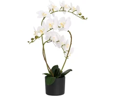 Dirbtinė orchidėja su vazonu Balta 45 x 15 x 65 cm