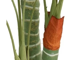 Dirbtinė palmė su trimis kamienais, žalios spalvos, 120cm, PP