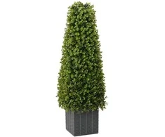 Eukalipto žolių bokštas Žalia 27 x 27 x 90 cm Plastmasė