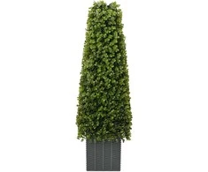 Eukalipto žolių bokštas Žalia 27 x 27 x 90 cm Plastmasė