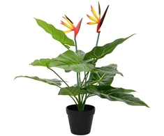 Dirbtinis Strelitzia Augalas Žalia 65 x 13 x 55 cm