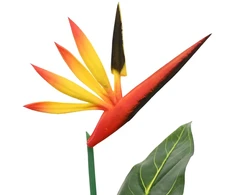 Dirbtinis Strelitzia Augalas Žalia 65 x 13 x 55 cm
