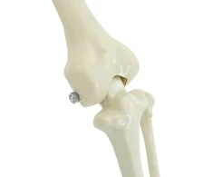 Helovino puošmena -skeletas 2 vnt. Balta 155 x 38.5 cm