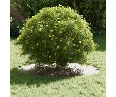 tinkamas plokščiam medžio žiedui Balta Ø40 / 70 cm Plienas