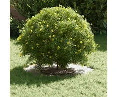 tinkamas plokščiam medžio žiedui Balta Ø30 / 60 cm Plienas