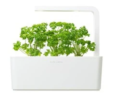 Click And Grow Click &amp; Grow Smart Garden papildymas Petražolėmis 3 vnt