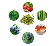Click And Grow Click &amp; Grow Smart Garden papildymas Grow Anything 3 tk