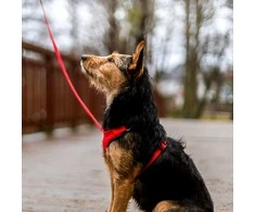 Dingo Dingo Beslėgis diržas su dviejų dirželių L raudon reguliavimu