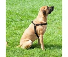 Dingo DGIO SZELKI EASY WALK 52-74cm Juodas