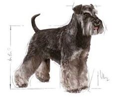 Royal Canin Miniature Schnauzer Adult 7,5kg