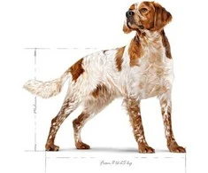 Sausas Šunų Maistas - Royal Canin Shn Medium Adult 15kg