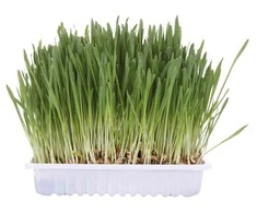 TRIXIE Žolė katėms, dubenėlyje apie 100 g (Miežiai)