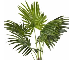 „Shumee“ dirbtinis vazoninis augalas, 100 cm, vėduoklinė palmė
