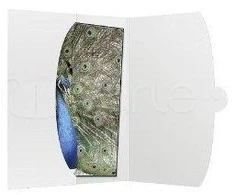 Nuotraukų rėmelis 1x50 Daiber Cover 15x20 baltas