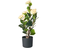 Beliani Dirbtinis augalas CAMELLIA 60 cm žalias