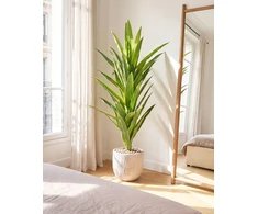 Beliani Dirbtinis augalas DRACAENA TREE 150 cm žalias