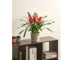Beliani Dirbtinis augalas GUZMANIA ATILLA 50 cm Žalias