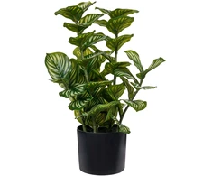 Beliani Dirbtinis augalas ORBIFOLIA 50 cm, žalias