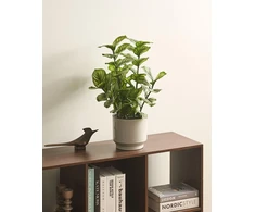 Beliani Dirbtinis augalas ORBIFOLIA 50 cm, žalias