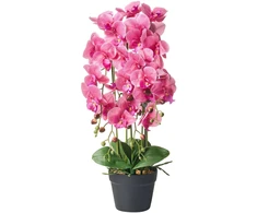 Beliani Dirbtinis augalas ORCHID 65 cm, rausvas