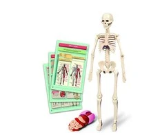 Edukacinis žaislas Clementoni The Human Body Mini-Set 50824