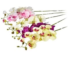 Emivela Dirbtinė orchidėja, 70 cm
