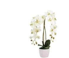 Emivela Dirbtinė orchidėja vazone, 65 cm
