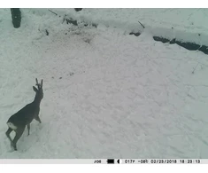 Medžioklės kamera PNI Hunting 350C 12MP su 3G internetu, SMS, nuotraukų siuntimu į telefoną, el. paštą, FTP, „Full HD“ 1080P, naktiniu matymu, 58 nematomais šviesos diodais gyvūnams