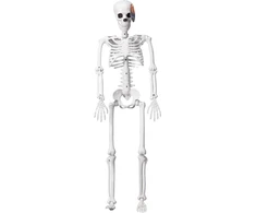 Nežinomas DEKORACIJA SKELETAS H90CM