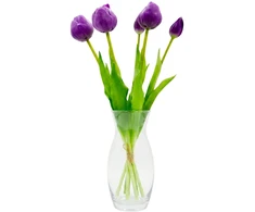Saska Garden 50 cm violetiniai bijūniniai tulpės