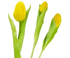 Saska Garden Geltonas tulpė, 31 cm, pavasario dekoracija