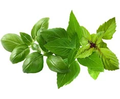 Click &amp; Grow sėklos išmaniajam vazonui - Mišrios bazilikų sėklos, 9vnt.