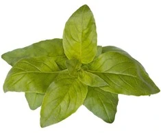 Click &amp; Grow Smart Garden papildymas Lime Basil 3 vnt