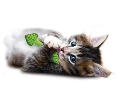 Petstages Fresh Breath Mint Stick žaislas katėms, 12 cm