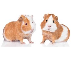 Rankšluostis Ręcznik plażowy 70x140 Świnki morskie 6519 bawełniany guinea pigs